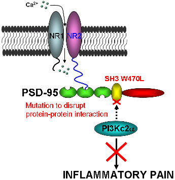 Mutation of the tryptophan 470 residue of PSD-95 to leucine in the polyproline binding site of the SH3 domain blocks interaction with PI3 kinase (Pik3c2α) and inflammatory pain.